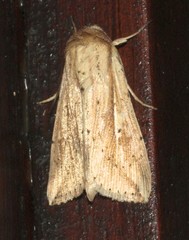 Mythimna decisissima