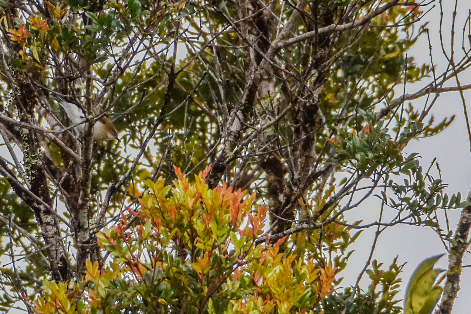 Brown-breasted Gerygone (Gerygone ruficollis), photo 5