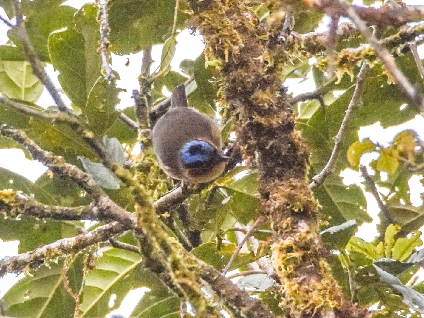 Blue-capped Ifrit (Ifrita kowaldi), photo 6