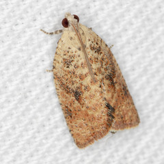 Meritastis laganodes