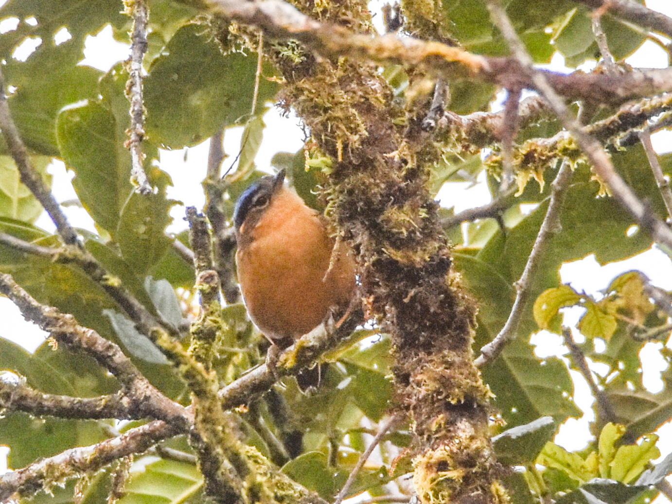 Blue-capped Ifrit (Ifrita kowaldi), photo 7