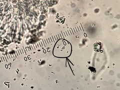 Brianaria bauschiana