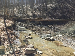 Brianaria bauschiana