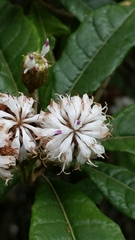 Oliganthes