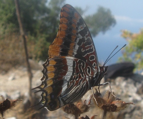 Two-tailed Pasha