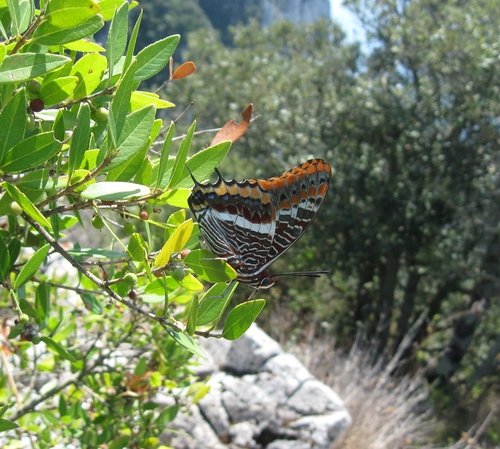 Two-tailed Pasha