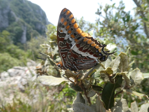 Two-tailed Pasha