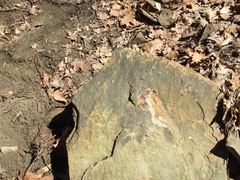 Brianaria bauschiana