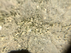 Brianaria bauschiana