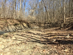 Brianaria bauschiana