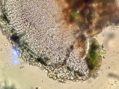 Brianaria bauschiana