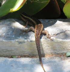 Trachylepis spilogaster