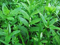 Polygonatum humile