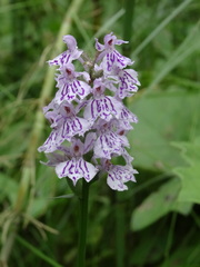 Dactylorhiza maculata