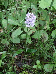 Dactylorhiza maculata