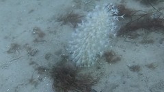 Veretillidae