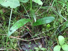 Dactylorhiza maculata