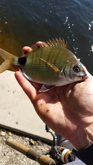 Diplodus holbrookii