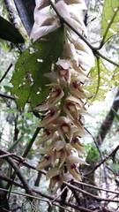 Bulbophyllum occlusum image