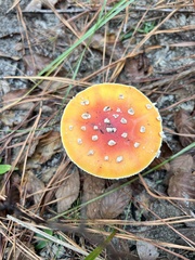 Amanita persicina (Amanita persicina)