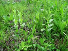 Polygonatum humile