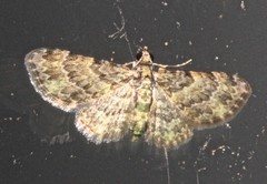 Chloroclystis mniochroa