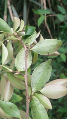 Theaceae