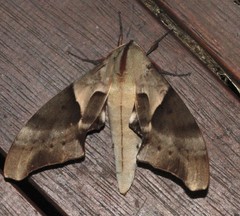 Coequosa australasiae