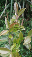 Theaceae