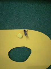 Apis mellifera