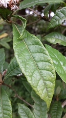 Oliganthes