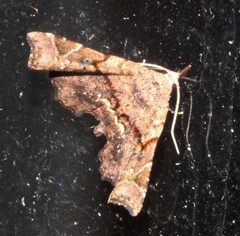 Esthlodora variabilis