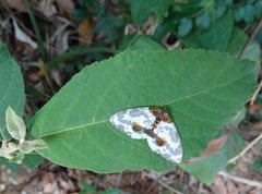 Abraxas amicula-illuminata