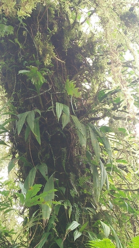 Calanthe densiflora, photograph 3