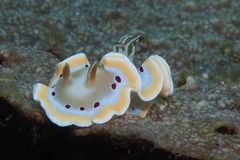 Ardeadoris cruenta