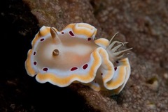 Ardeadoris cruenta
