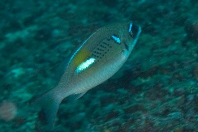 oblique-barred monocle bream