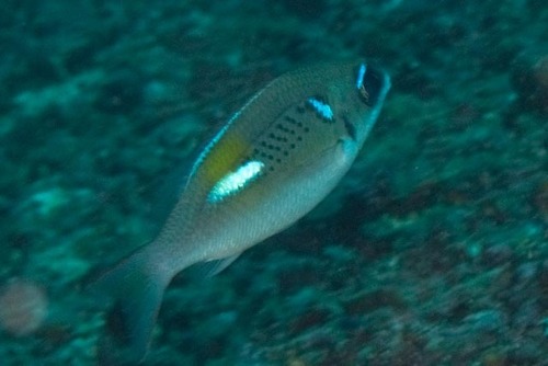 Scolopsis xenochrous