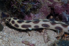 Myrichthys maculosus