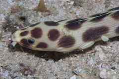 Myrichthys maculosus