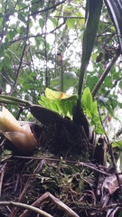 Bulbophyllum occlusum image