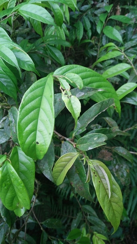 Castanopsis faberi (Castanopsis faberi)