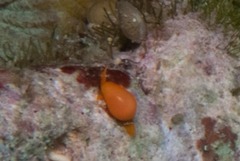 Cystiscidae