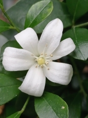 Orangenraute (Murraya paniculata): Herkunft und Verwendung — Foto 2
