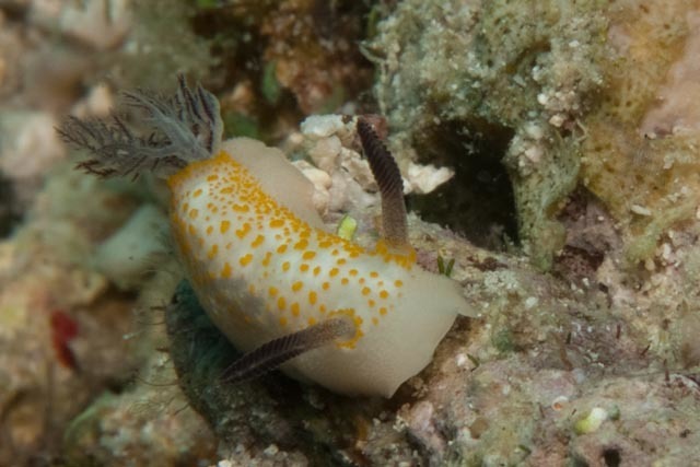 Tagalog Dorid