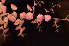 Adiantum concinnum image