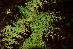 Adiantum concinnum image