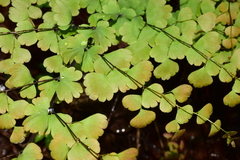 Adiantum concinnum image