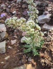 Crassula capitella thyrsiflora