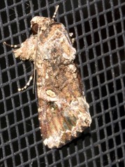 Spodoptera umbraculata